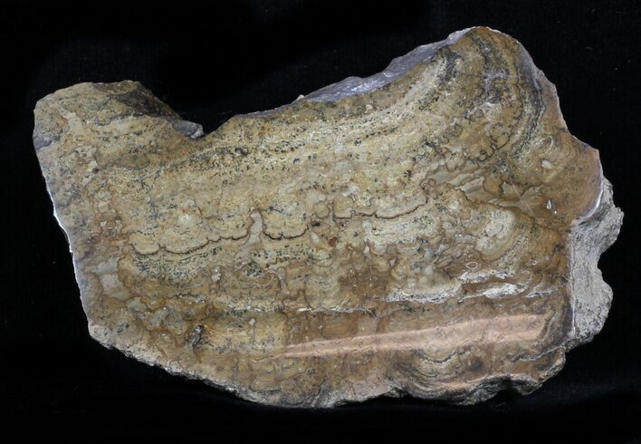Polished Miocene Stromatolite (Chlorellopsis) - Crimea #57574